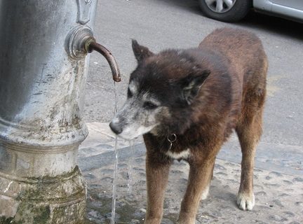 Scrivi al Direttore, un lettore esasperato per i livelli assunti dal problema del randagismo