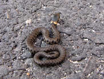 Serpente in libertà semina panico in via Beccaria, a Benevento