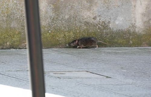 Emergenza sanitaria in paese: avvistati perfino due grossi ratti nel centro urbano