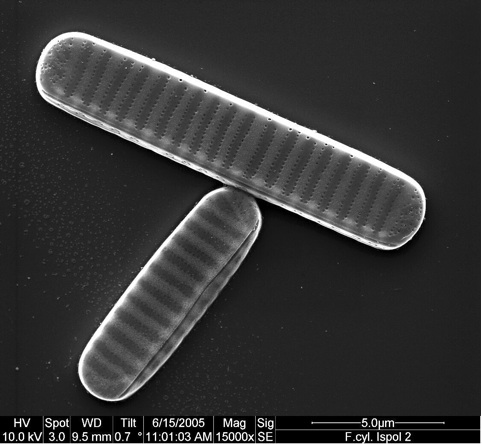 Il Trasformismo delle Diatomee Polari, le microalghe che si adattano alle condizioni estreme del clima