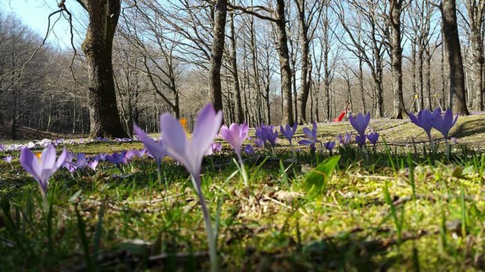 Granfondo Mtb di Montevergine, tutti sui pedali all’ombra del Partenio