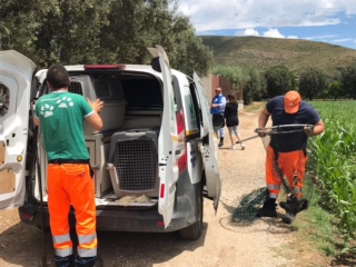 Follia a Bellona: ritrovate le carcasse di cani avvelenati e bruciati. Allertata l’Oipa