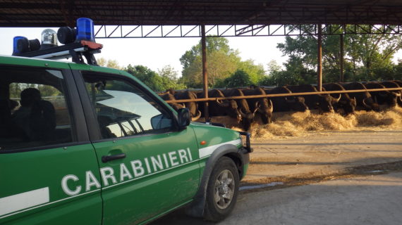 Vitulazio, sequestro giudiziario di scarichi di acque reflue illegali provenienti da un allevamento zootecnico bufalino