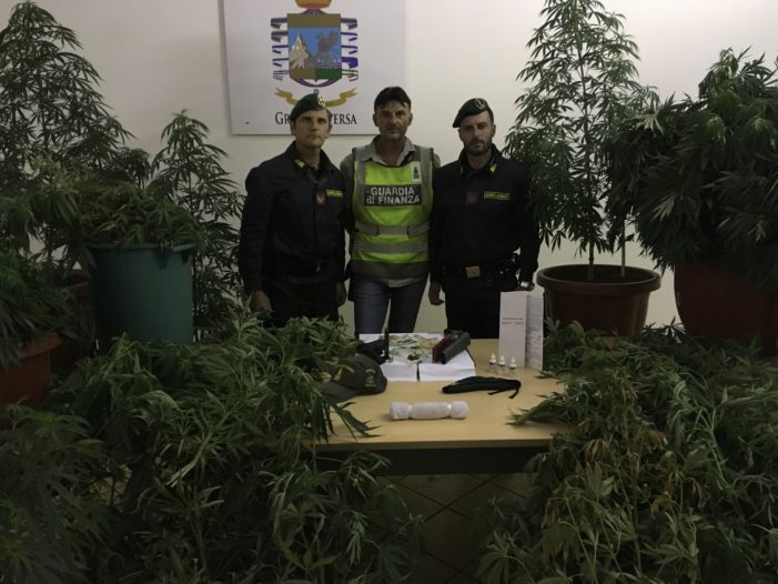 Sequestrata una piantagione di marijuana: le 135 piante erano pronte per la raccolta