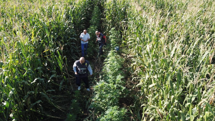 Sequestrata una piantagione di marijuana a San Tammaro dalla Guardia di Finanza