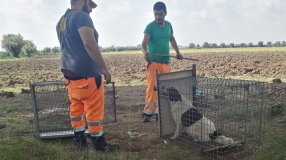 Randagismo, arrivano i primi accalappiamenti grazie alla task-force della Polizia Locale e del Servizio Veterinario dell’Asl. Presenti alle operazioni di cattura anche le “volontarie-animaliste” e l’Assessore Di Gaetano