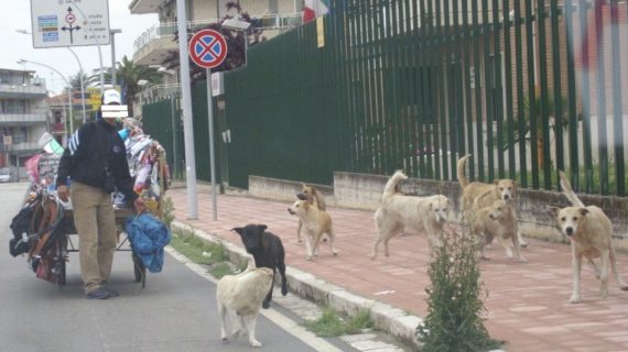 Ennesimo caso di “aggressione” da parte dei cani randagi ai danni di un passante in viale Kennedy