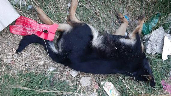 Cane randagio trovato morto sotto la collina: Vigili Urbani e Veterinari dell’Asl allertati per fare luce sul probabile avvelenamento (video).