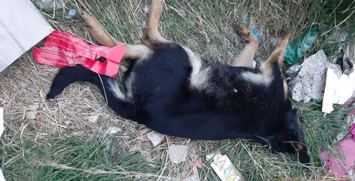 Cane randagio trovato morto sotto la collina: Vigili Urbani e Veterinari dell’Asl allertati per fare luce sul probabile avvelenamento (video).