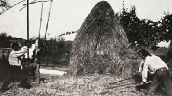 Camigliano, arriva la rievocazione della battitura del grano all