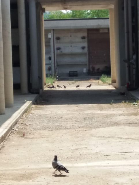 Pastorano, persiste il problema “piccioni” al cimitero. Lo denuncia il consigliere comunale Di Gaetano