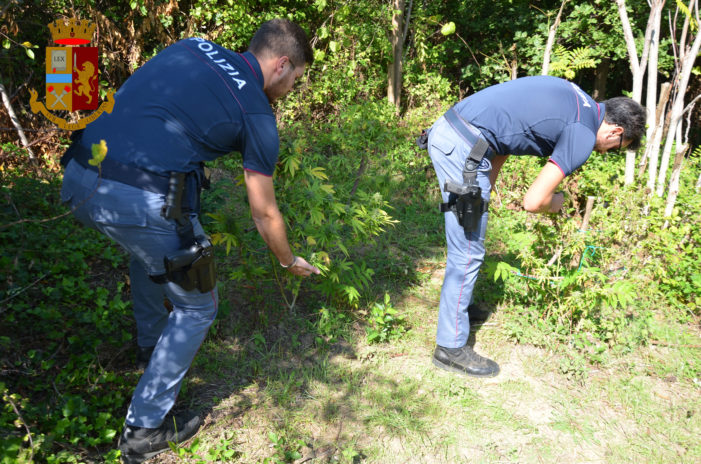 Ritrovata una coltivazione illegale di marijuana tra i campi: arrestati due ragazzi