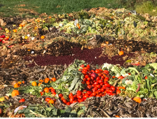 Sequestrata azienda agraria per smaltimento illecito di rifiuti: denunciate due persone