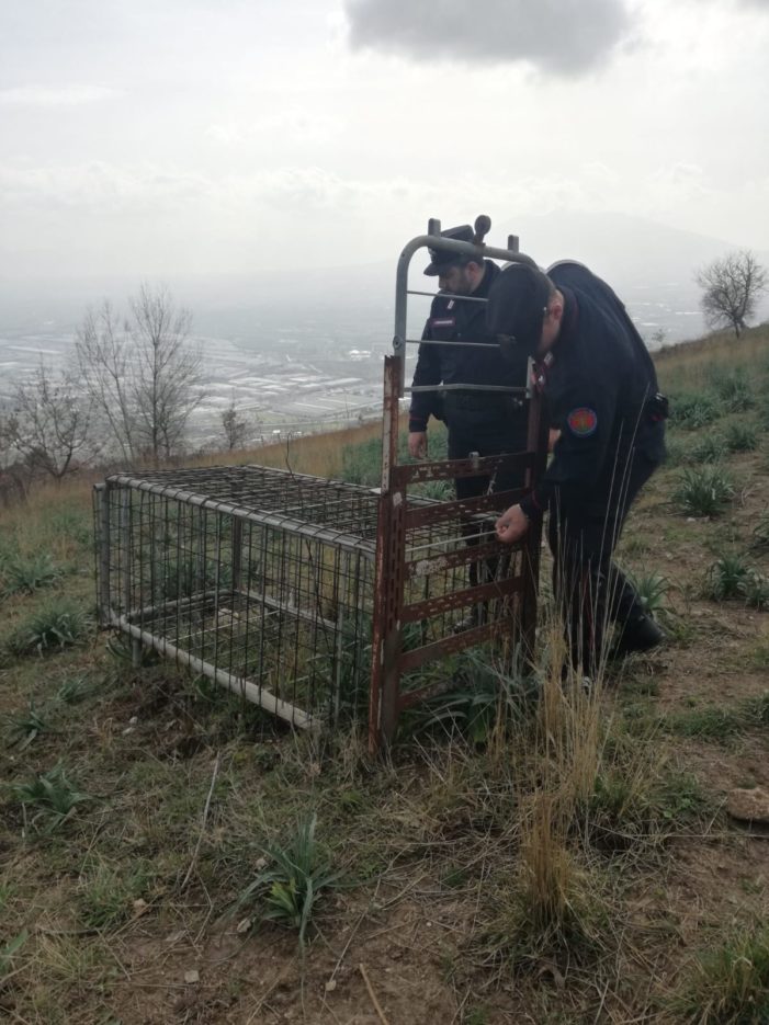 Sequestrata una trappola in ferro per la cattura di esemplari vivi di cinghiale nel parco regionale del Partenio