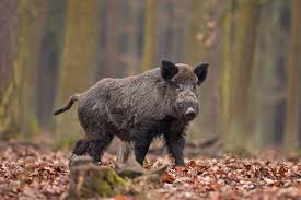 Caserta, La maxi trappola nell’area protetta. Il CABS: il “sistema” cinghiale