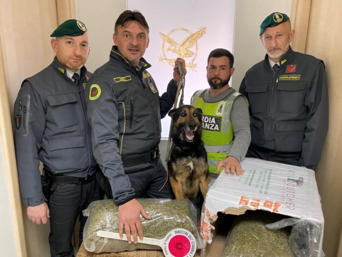 Sequestrati 4 kg di marijuana: erano in un deposito di una società di spedizione