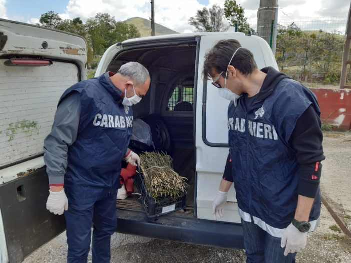 Prevenzione contro gli incendi boschivi: effettuati vari controlli nel casertano