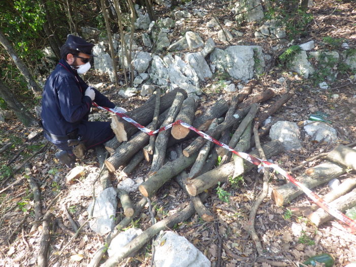 Sorpreso un 31enne mentre taglia gli alberi demaniali: intervengono i carabinieri