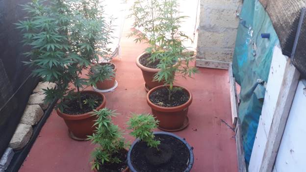 Avevano sei piante di marijuana sul terrazzo: in due finiscono ai domiciliari