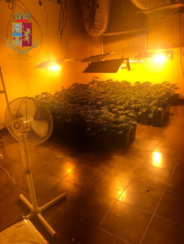 Individuata coltivazione illegale “indoor” di marijuana a Pescopagano: arrestato 38enne