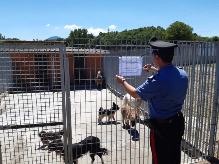 Lesioni e gravi sofferenze a cani: denuncia a piede libero per un allevatore