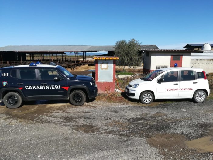 Sequestrato un intero complesso aziendale bufalino per inquinamento ambientale