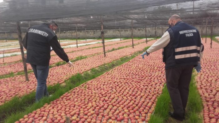 Contraffazione di IGP: sequestrati 230kg di melannurca e denunciato un venditore