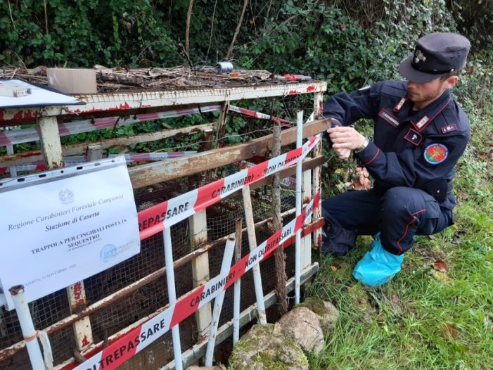 Sequestrata sui monti Tifatini una trappola artigianale per la cattura dei cinghiali