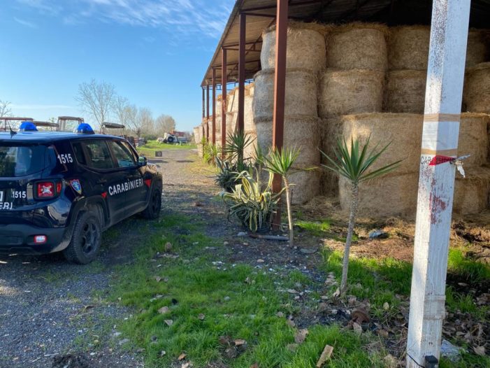 Grazzanise, sequestrato un allevamento bufalino per inquinamento ambientale