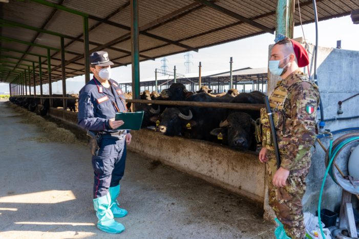 Sequestrato un intero complesso aziendale bufalino per illecito smaltimento di reflui zootecnici con inquinamento ambientale