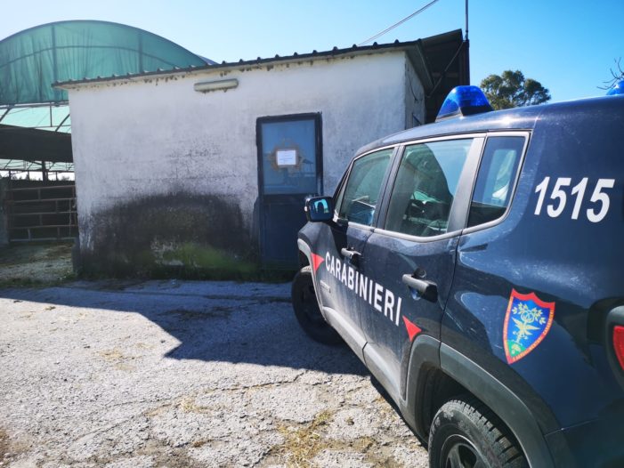 Sequestrato un intero complesso aziendale bufalino per inquinamento ambientale