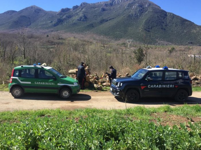 Tagliava gli alberi in un’area protetta per procurarsi la legna da ardere: denunciato