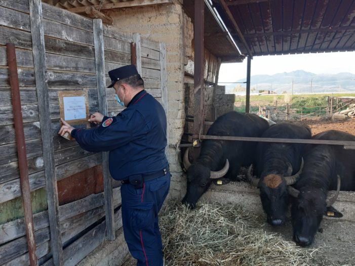 Sequestrato un complesso aziendale bufalino per illecito smaltimento di reflui zootecnici