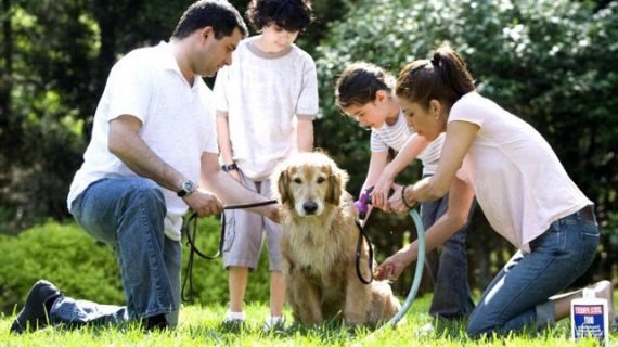 Amici a 4 zampe, ormai come veri e propri membri della famiglia